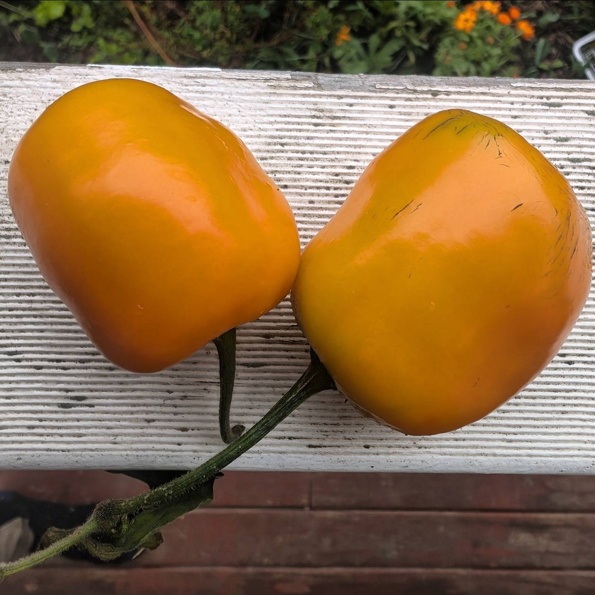 Rocoto manzano orange chilli seeds Main image