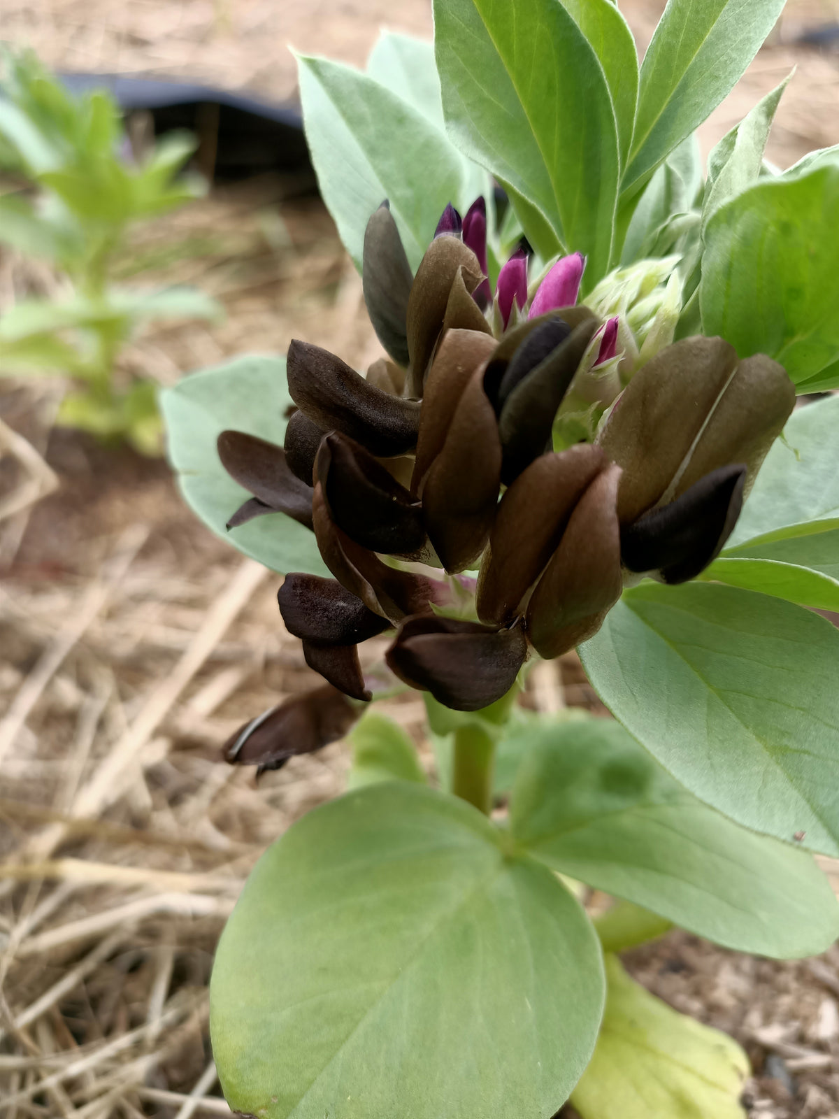 Broad Bean chocolate flowering Main image