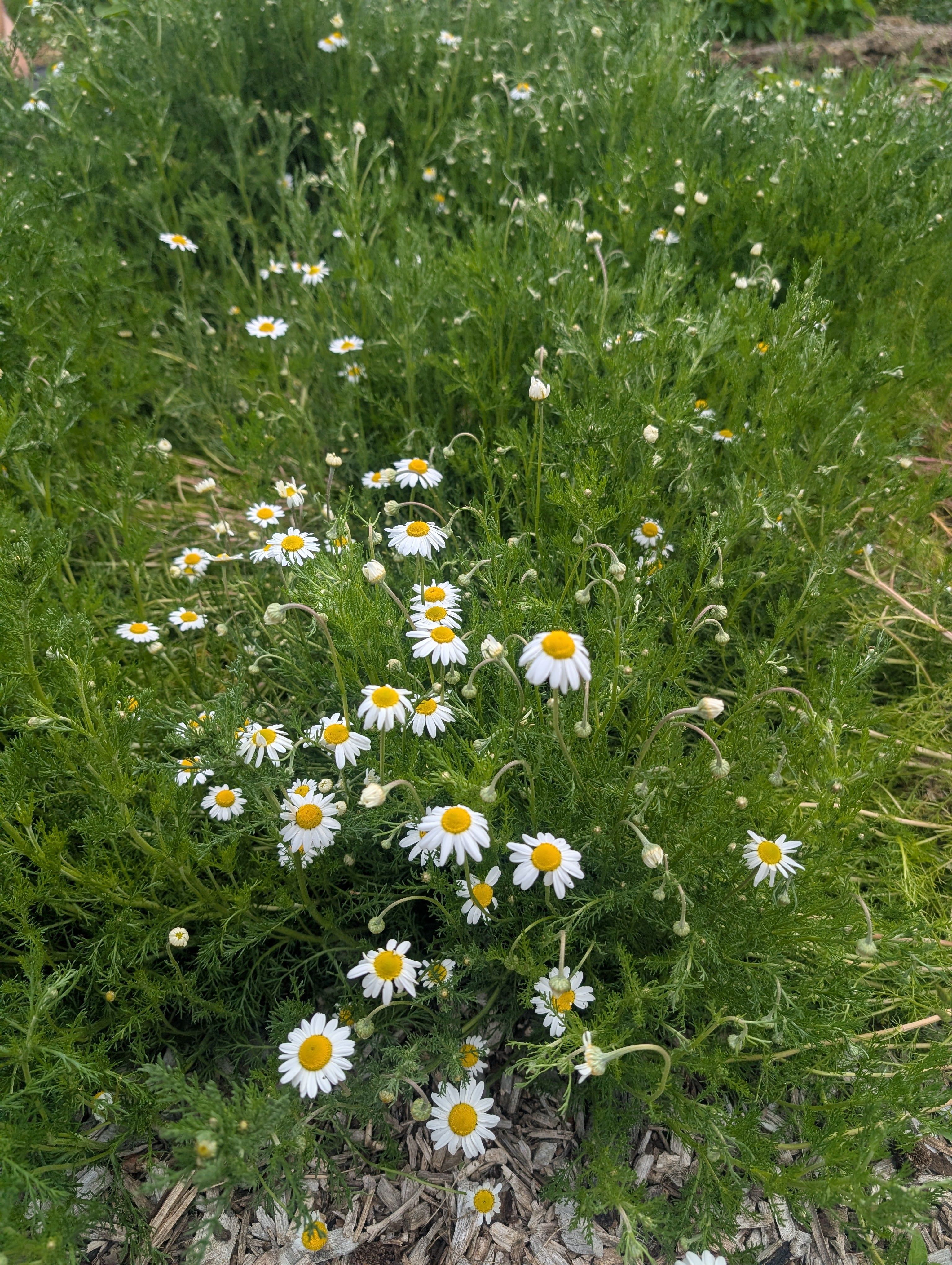 Roman Chamomile Secondary image