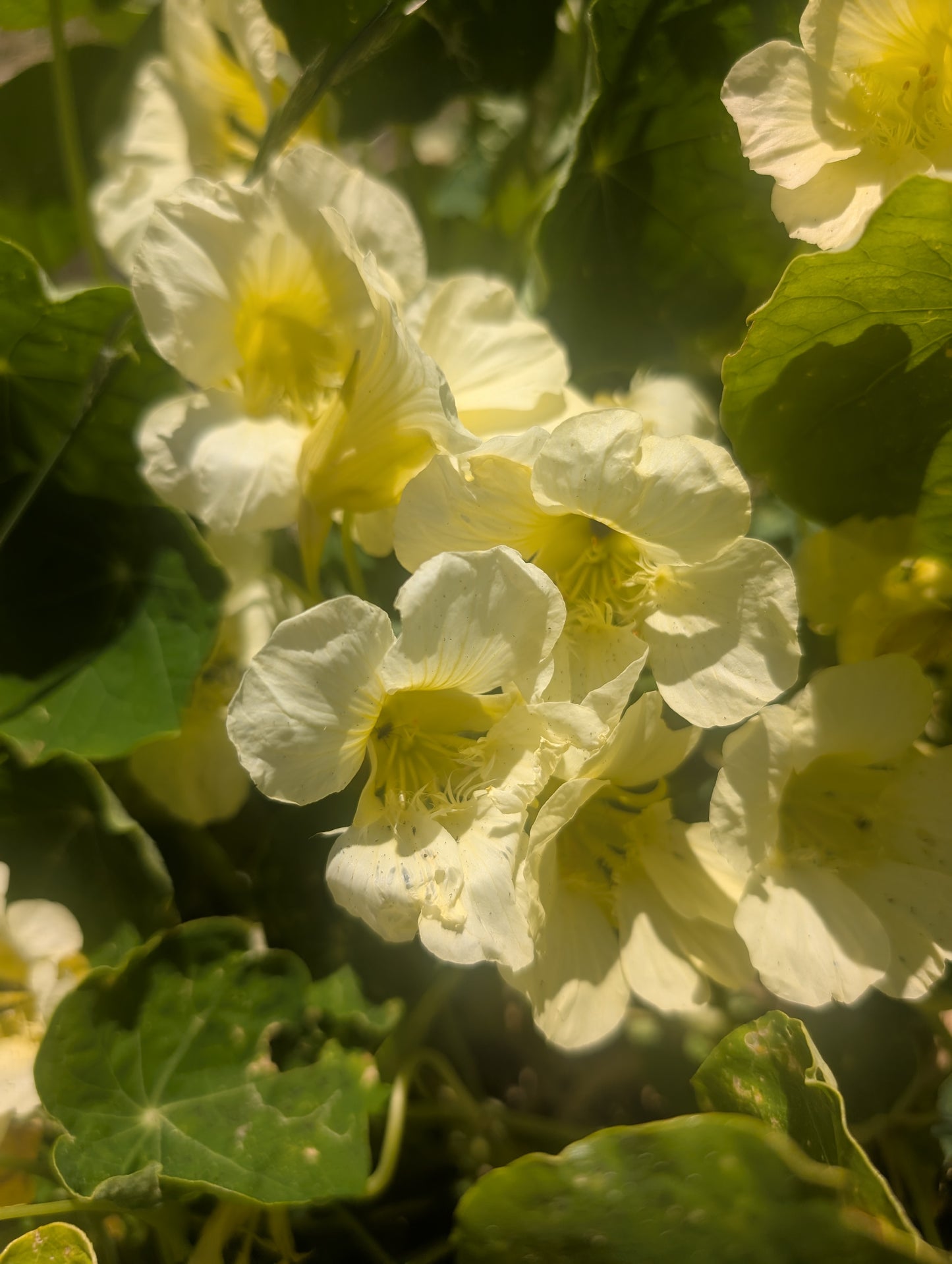 Nasturtium Milkmaid