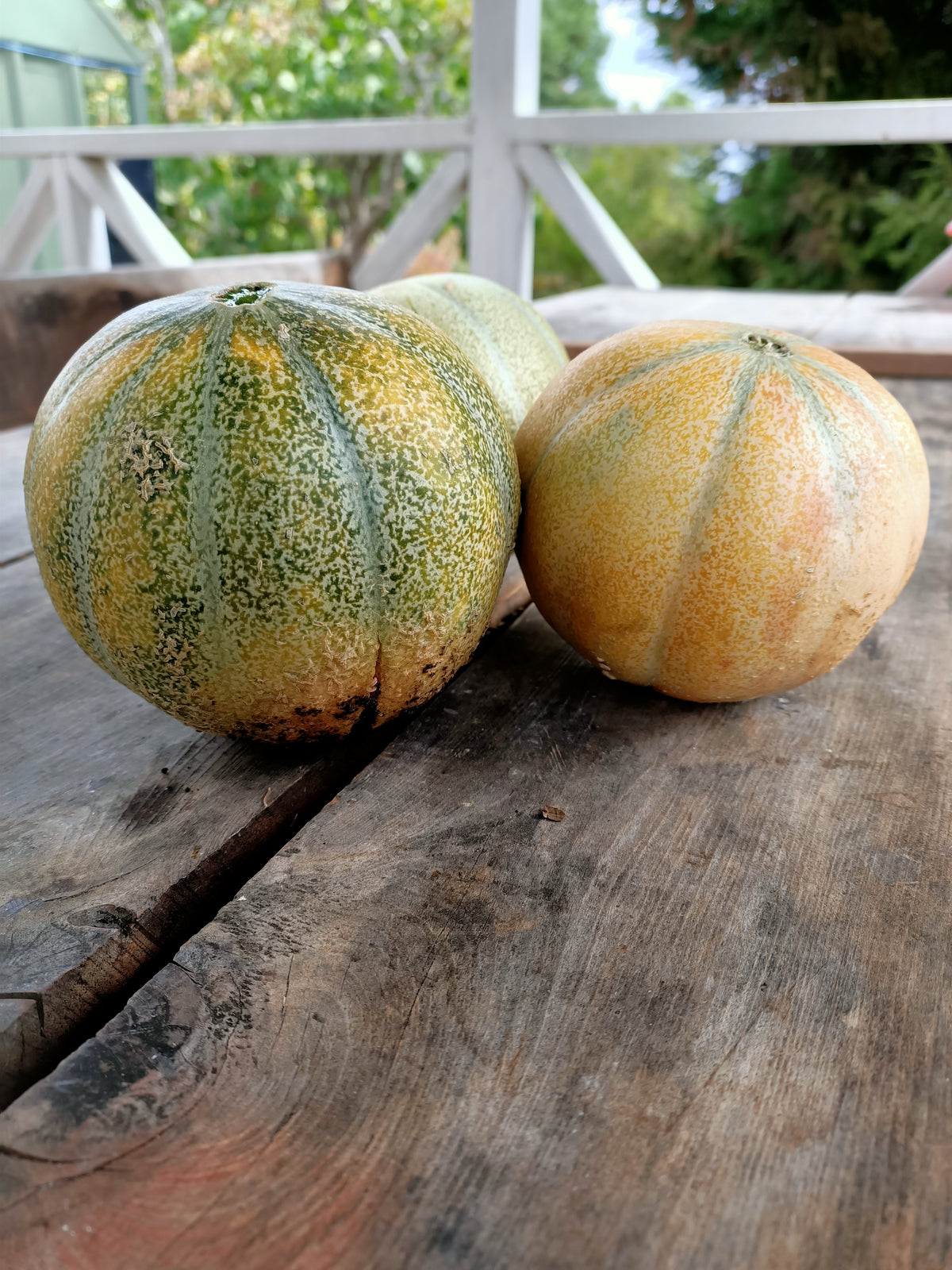 Rockmelon Petit gris de melo Main image