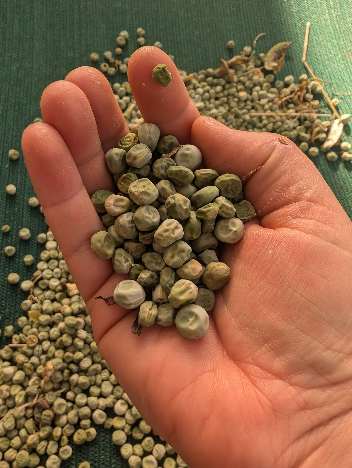 Oregon Giant snow pea seeds Main image