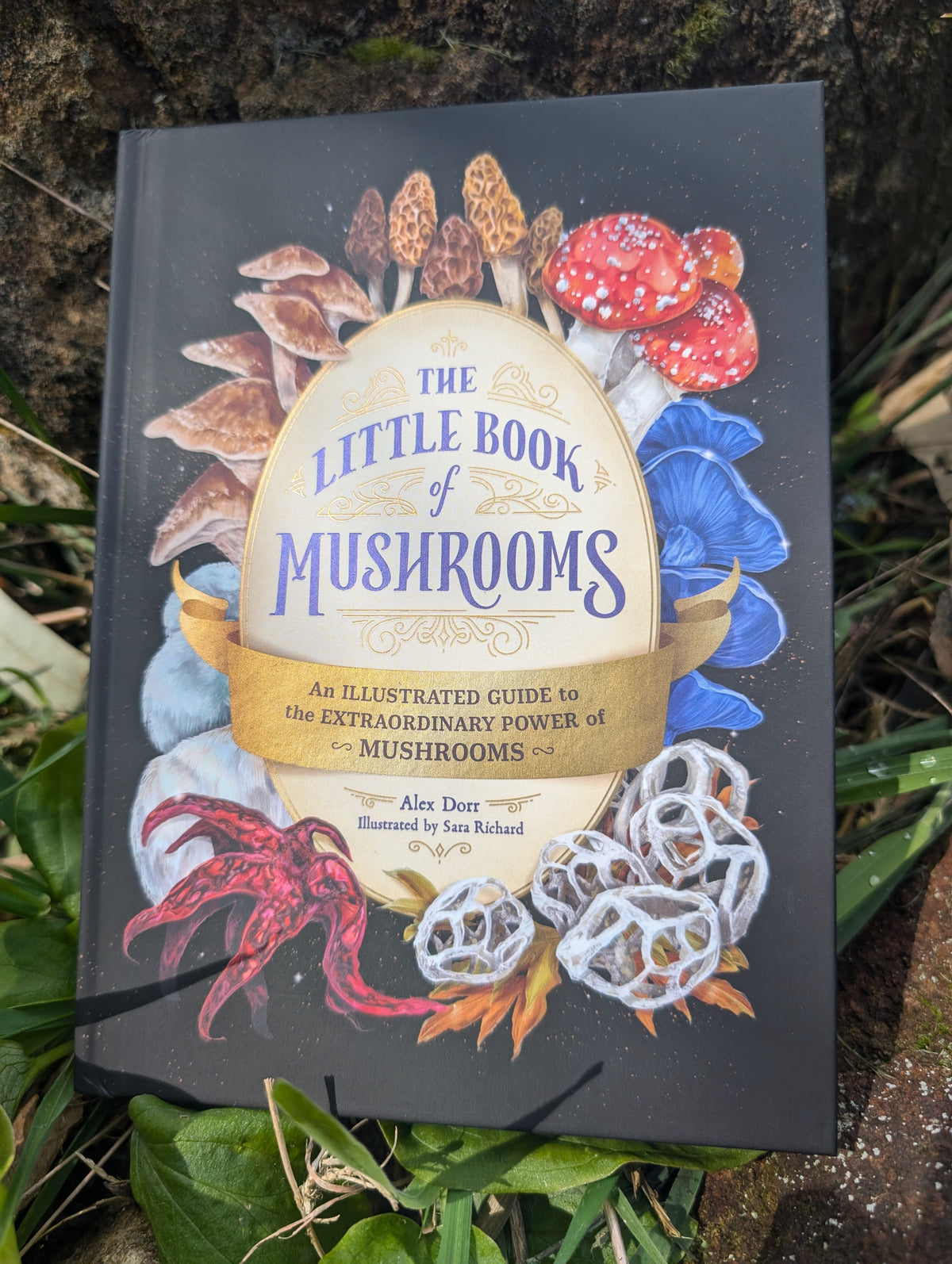 The little book of mushrooms Main image