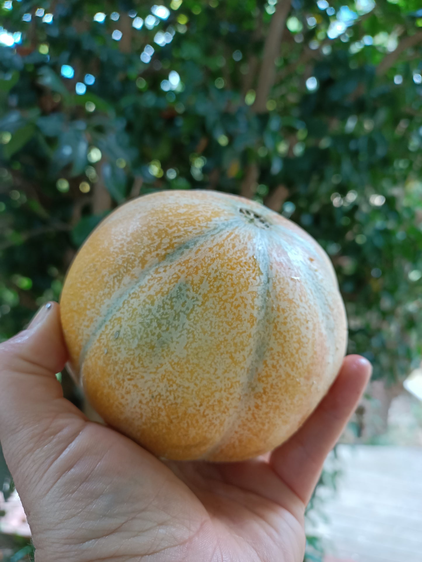 Rockmelon Petit gris de melo