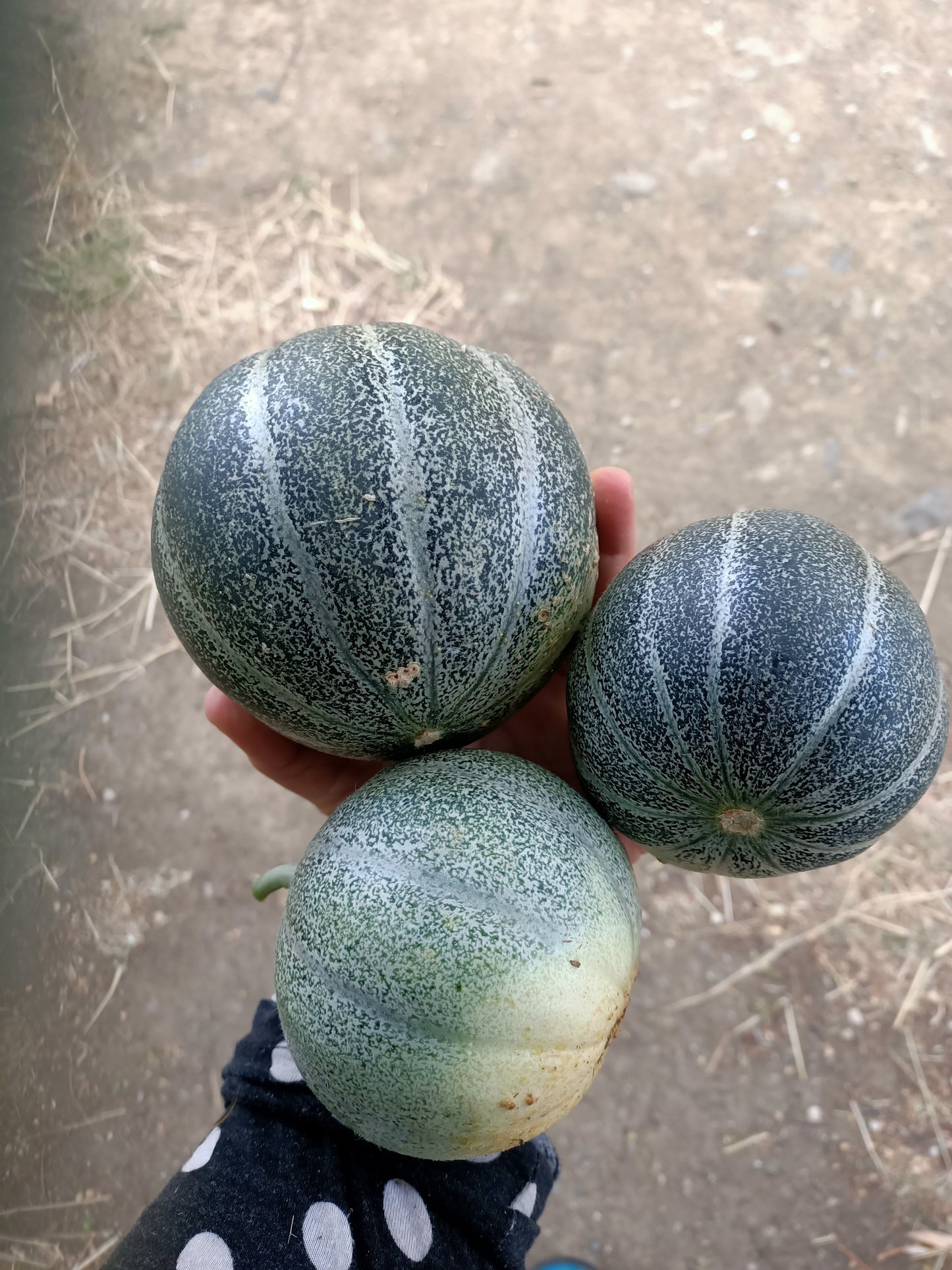 Rockmelon Petit gris de melo