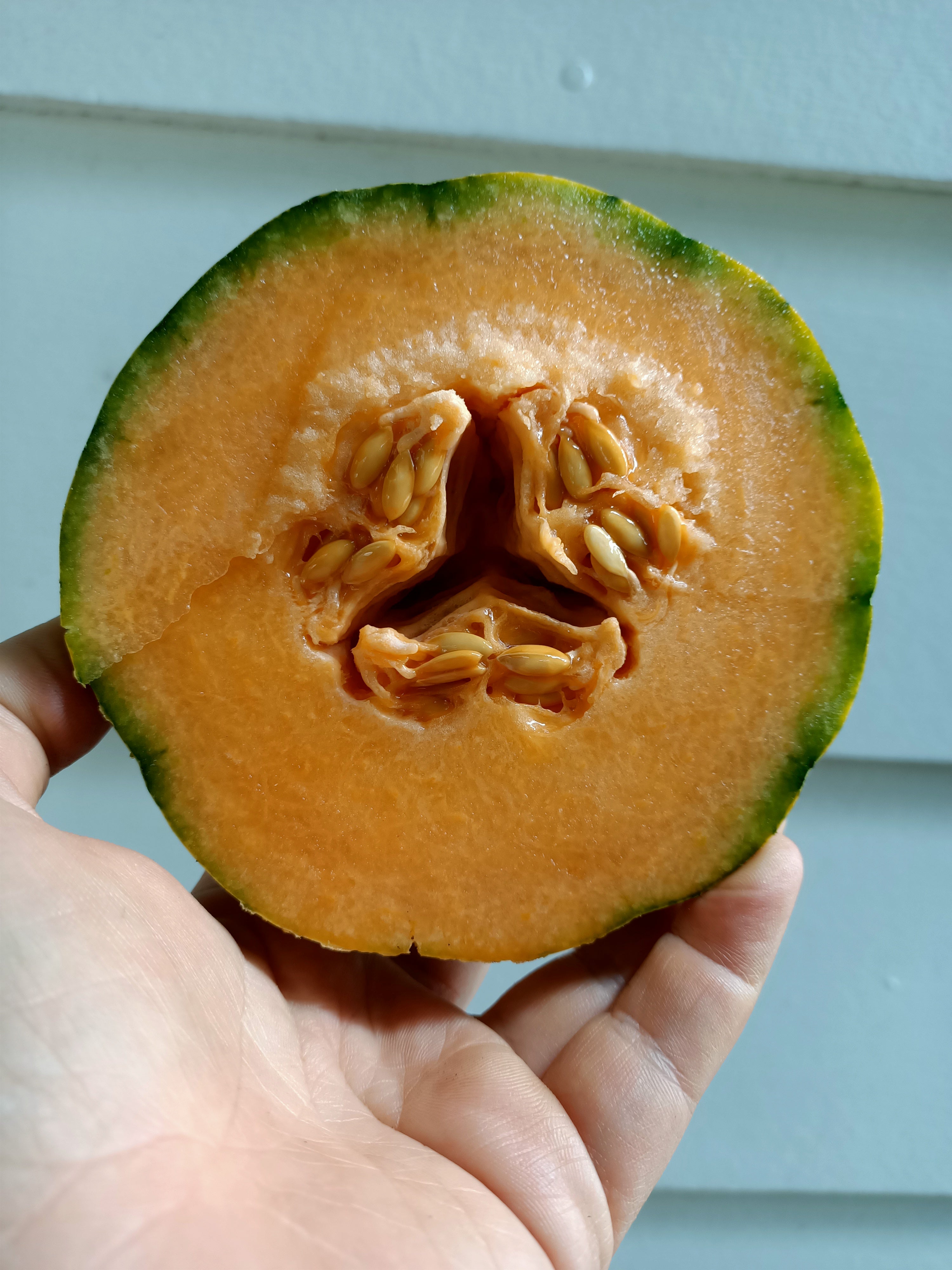 Rockmelon Petit gris de melo Secondary image