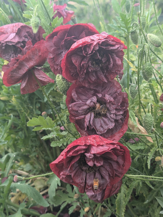 Pandora poppy seeds