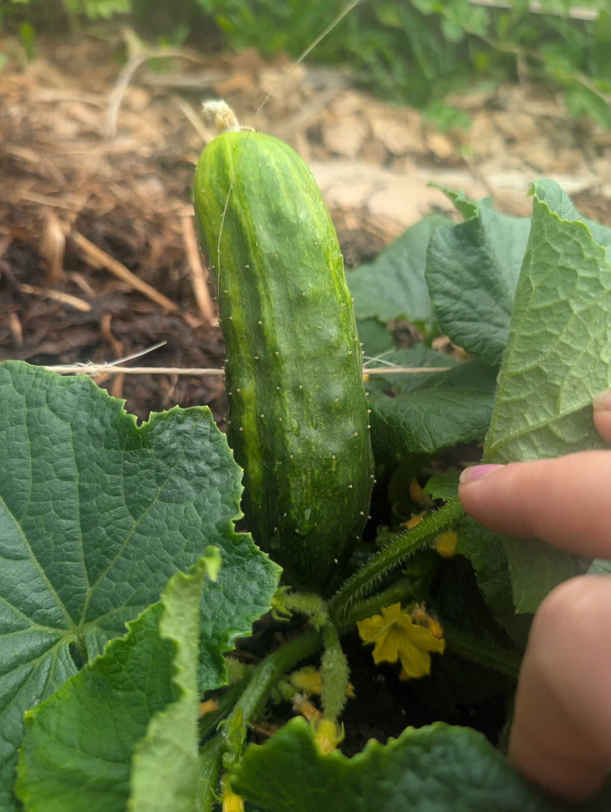 Cucumber spacemaster seeds