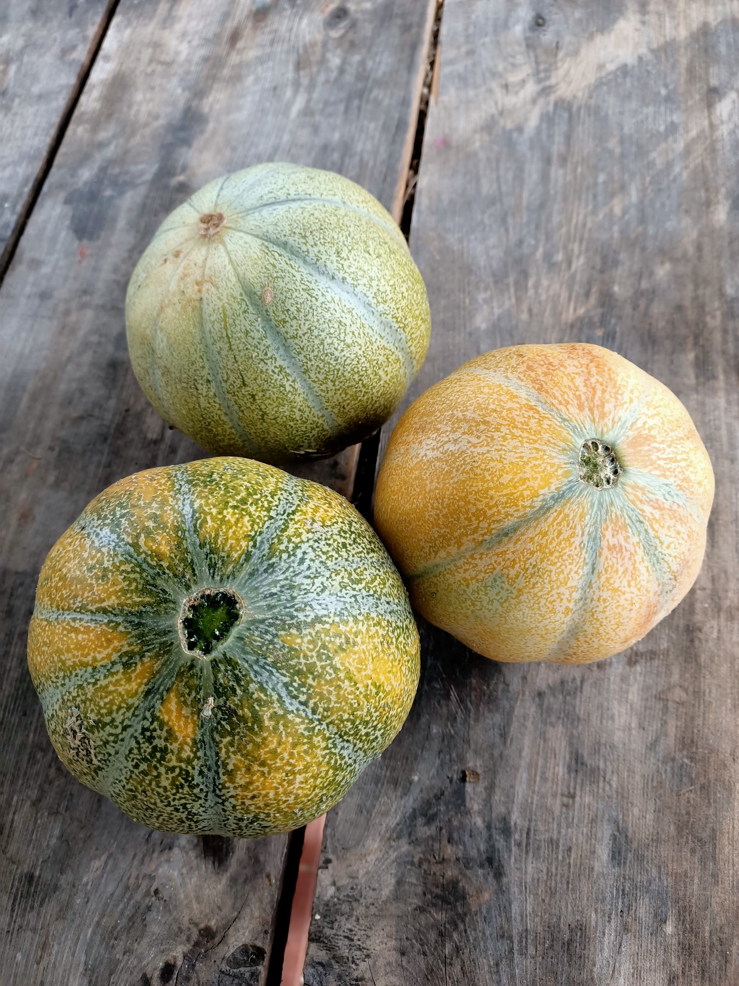 Rockmelon Petit gris de melo