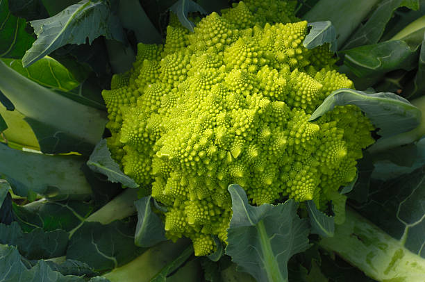 Romanesco Broccoli Main image