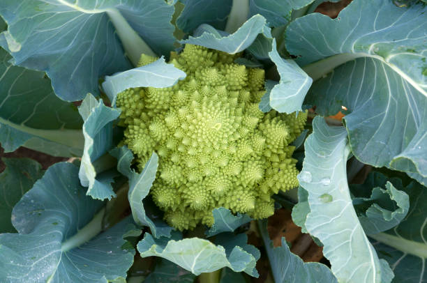Romanesco Broccoli Secondary image