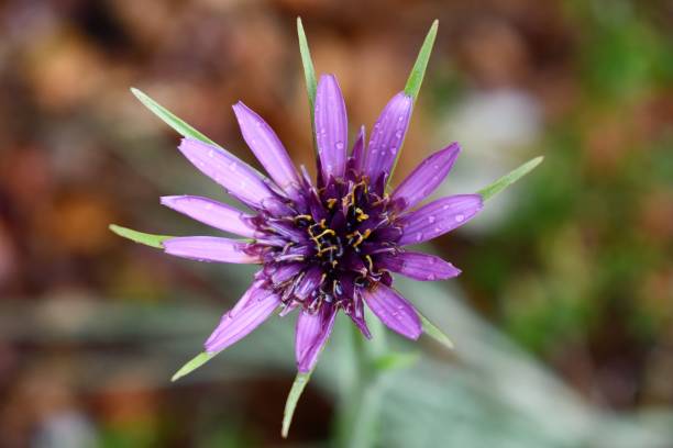 Salsify Secondary image