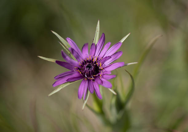 Salsify Main image