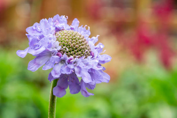 Scabiosa Pincushions mixed flower seeds Main image