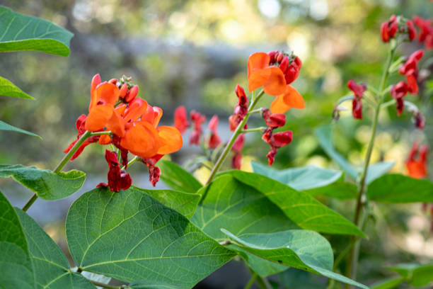 Scarlet runner beans Main image