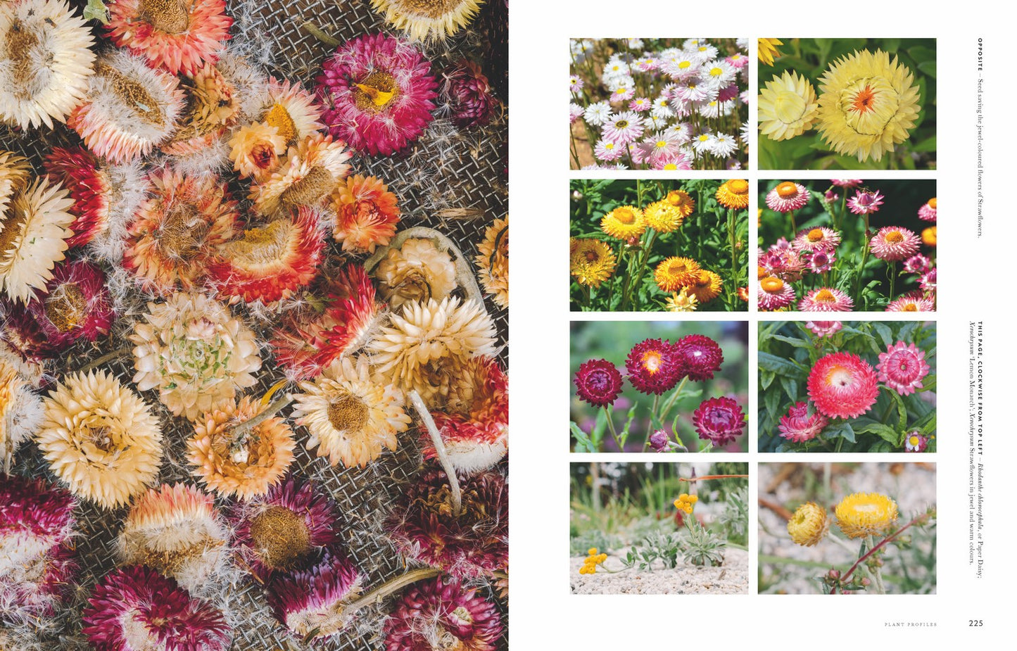 Super Bloom A field guide to flowers for every gardener By: Jac Semmler