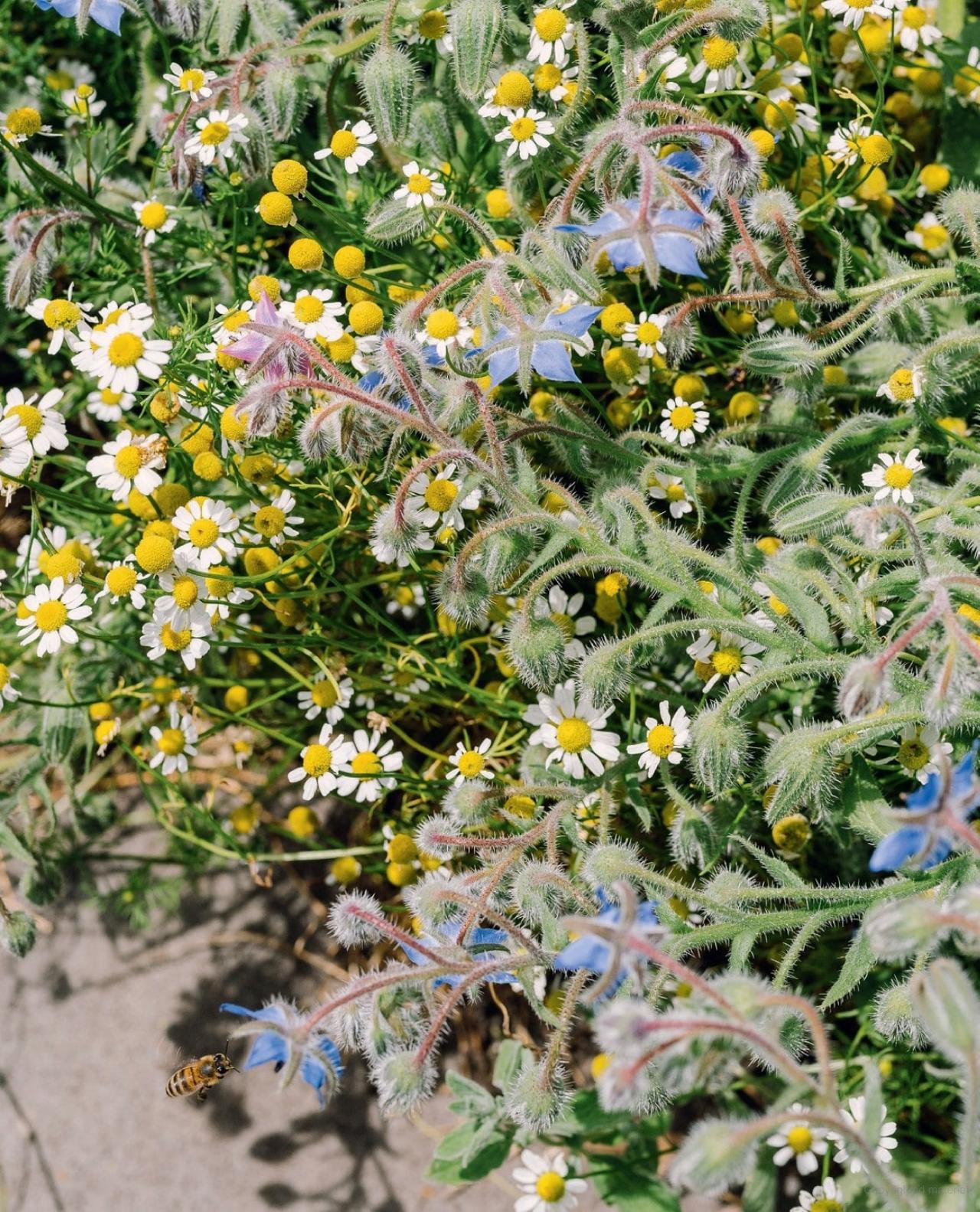 The Super Bloom Handbook Maximum flowers. Minimum effort. By: Jac Semmler