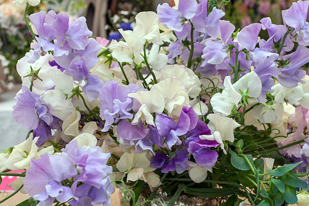 Mixed Sweet Pea Flower Seeds Secondary image