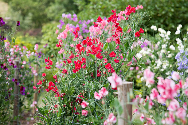 Mixed Sweet Pea Flower Seeds