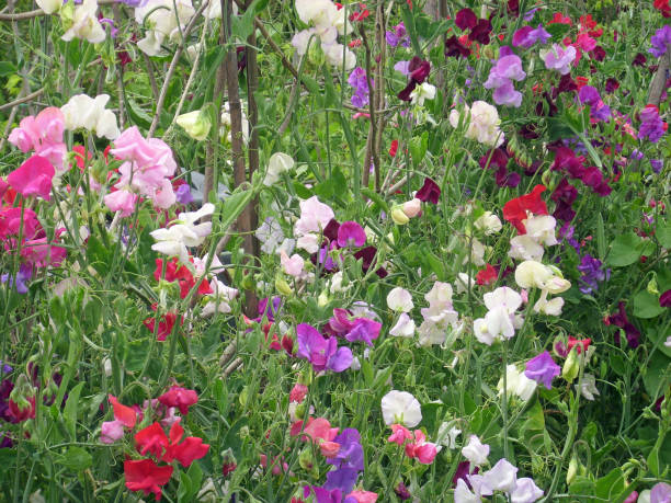 Mixed Sweet Pea Flower Seeds