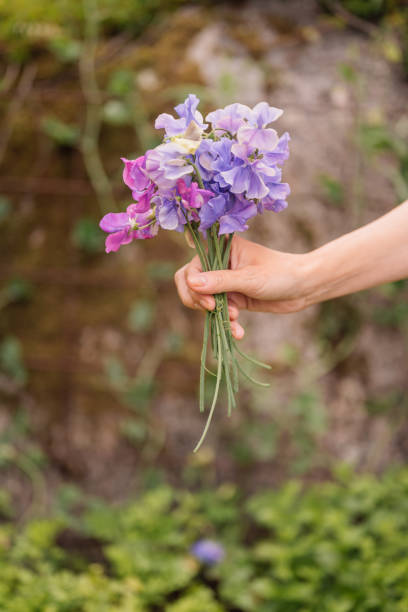 Mixed Sweet Pea Flower Seeds