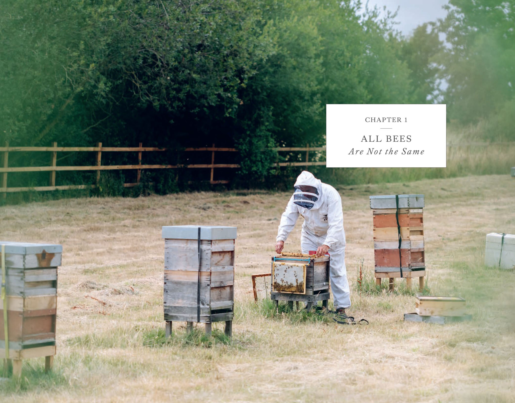 The Wild Bee Handbook The Amazing Lives of Our Wild Species and How to Help Them Thrive By: Sarah Wyndham Lewis Secondary image