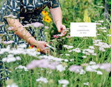 The Wild Bee Handbook The Amazing Lives of Our Wild Species and How to Help Them Thrive By: Sarah Wyndham Lewis