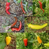Mixed Chilli and Capsicum
