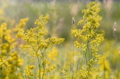 Ladies bedstraw