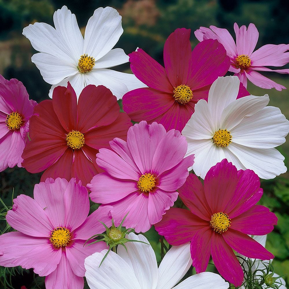 Cosmos Versailles Mix Main image