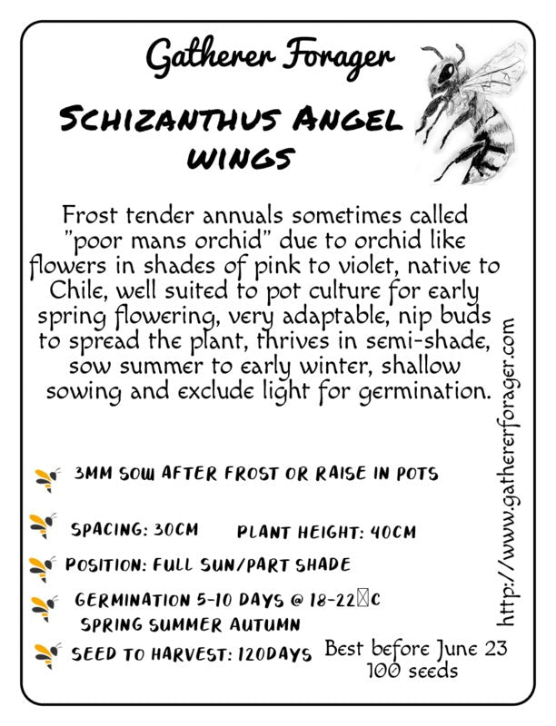 Schizanthus Angel wings
