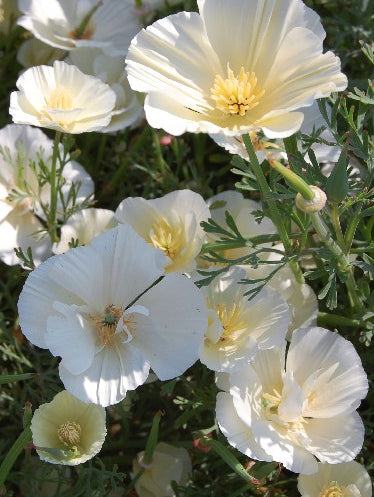 Californian poppy white seeds 