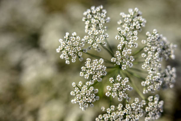 Anise seeds tasmania 