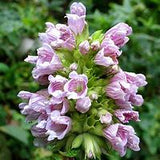 Balm of Gilead seeds