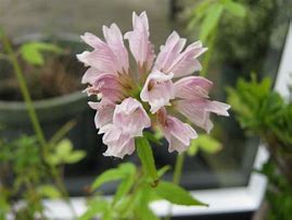 Balm of Gilead seeds