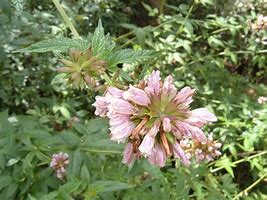Balm of Gilead seeds Secondary image