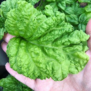 Lettuce leaf basil heirloom seed