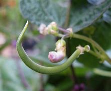 Bean Cherokee Wax