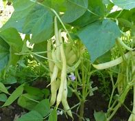 Bean Cherokee Wax
