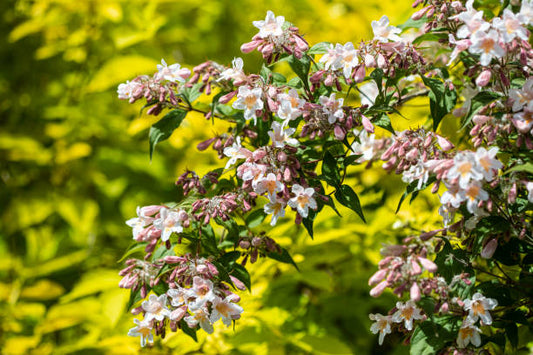Beauty Bush Kolkwitzia amabilis