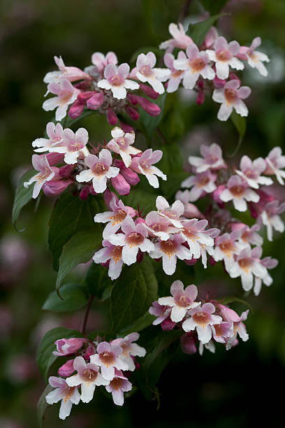 Beauty Bush Kolkwitzia amabilis Secondary image