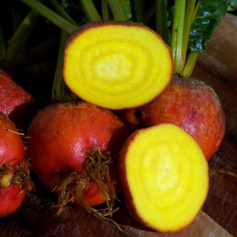 Beetroot Golden Detroit Secondary image