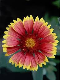 Bee garden seeds Tasmania
