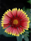Bee garden seeds Tasmania