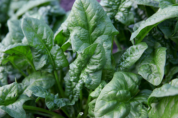 Spinach Bloomsdale seeds Australia 