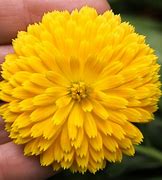 Yellow Calendula Flower seeds Tasmania 