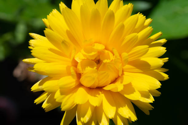 Calendula Golden Emperor