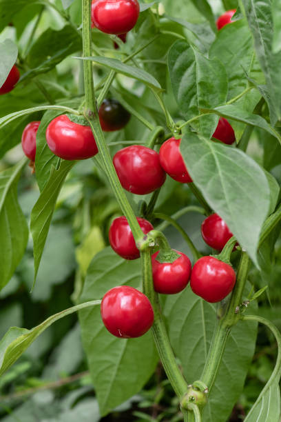 Capsicum red cherry seeds  Main image