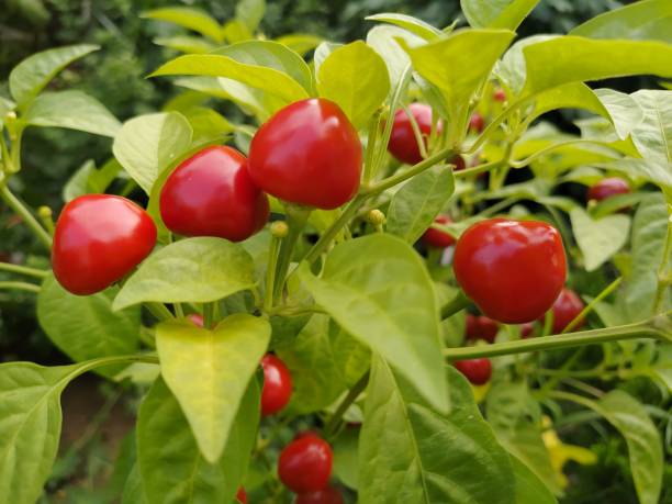 Capsicum red cherry Secondary image
