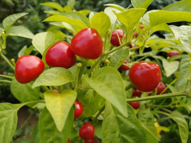 Capsicum red cherry